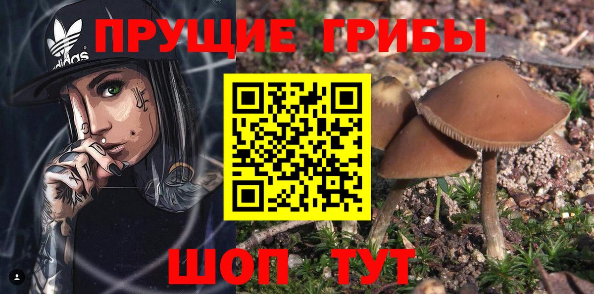 Псилоцибиновые грибы Psilocybine cubensis Новотроицк